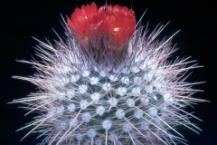 Parodia uhligiana - Dia Archiv ZAG Parodia