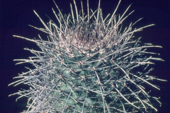 Parodia uhligiana - Dia Archiv ZAG Parodia