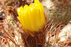 Parodia unguiculata DH 122
