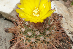 Parodia unguiculata DH 122