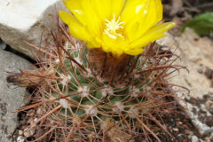 Parodia unguiculata DH 122