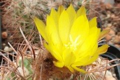 Parodia unguiculata DH 122