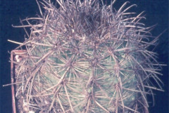 Parodia variicolor L456 - Dia Archiv ZAG Parodia