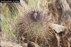Parodia variicolor UL1076a - Uwe Lindner