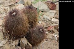 Parodia variicolor UL1076a - Uwe Lindner