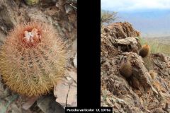 Parodia variicolor UL1076a - Uwe Lindner