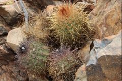 Parodia variicolor UL1076a - Uwe Lindner