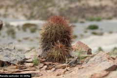 Parodia variicolor UL1076a - Uwe Lindner
