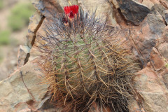 Parodia variicolor UL1076a - Uwe Lindner