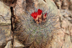 Parodia variicolor UL1076a - Uwe Lindner
