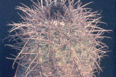Parodia variicolor L567 - Dia Archiv ZAG Parodia 