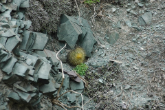 Parodia chrysacanthion (Volcan) Foto: Andrzej Mucha
