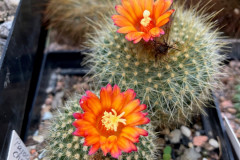 Parodia chrysacanthion cv. red - Uwe Lindner