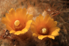 Parodia_chrysacanthion_Bluete_Nahaufnahme-Uwe_Lindner