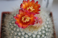 Parodia chrysacanthion cv. red - Uwe Lindner
