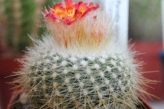 Parodia chrysacanthion cv. red - Uwe Lindner