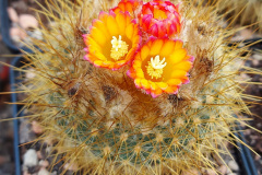 Parodia chrysacanthion - Mathias Eichler