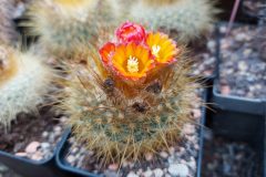 Parodia chrysacanthion (Hybride?) (Foto Eichler)