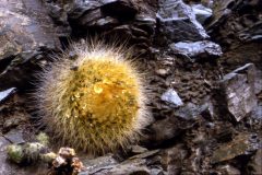 Parodia chrysacanthion (ME 111) Volcan