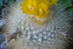 Parodia  chrysacanthion DH 185